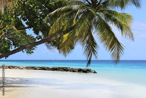 Maldives island tropical beach palm coconut paradise blue turquoise water white sand summer holiday