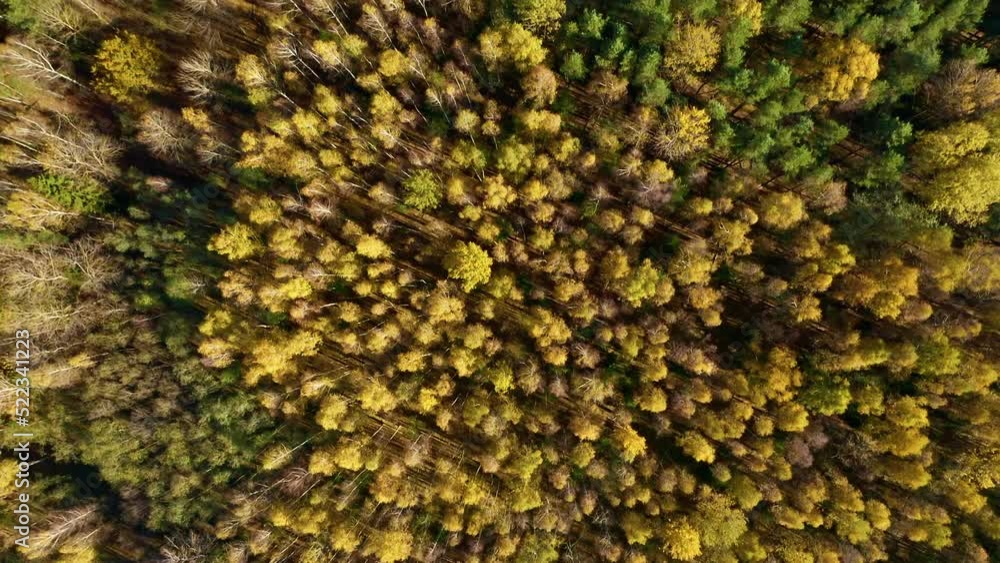 Aerial drone top down view. Yellow, orange and red autumn trees in colorful forest. Aerial drone top down view. Yellow, orange and red autumn trees in colorful forest.