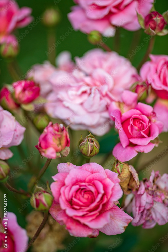 roses in the summer garden