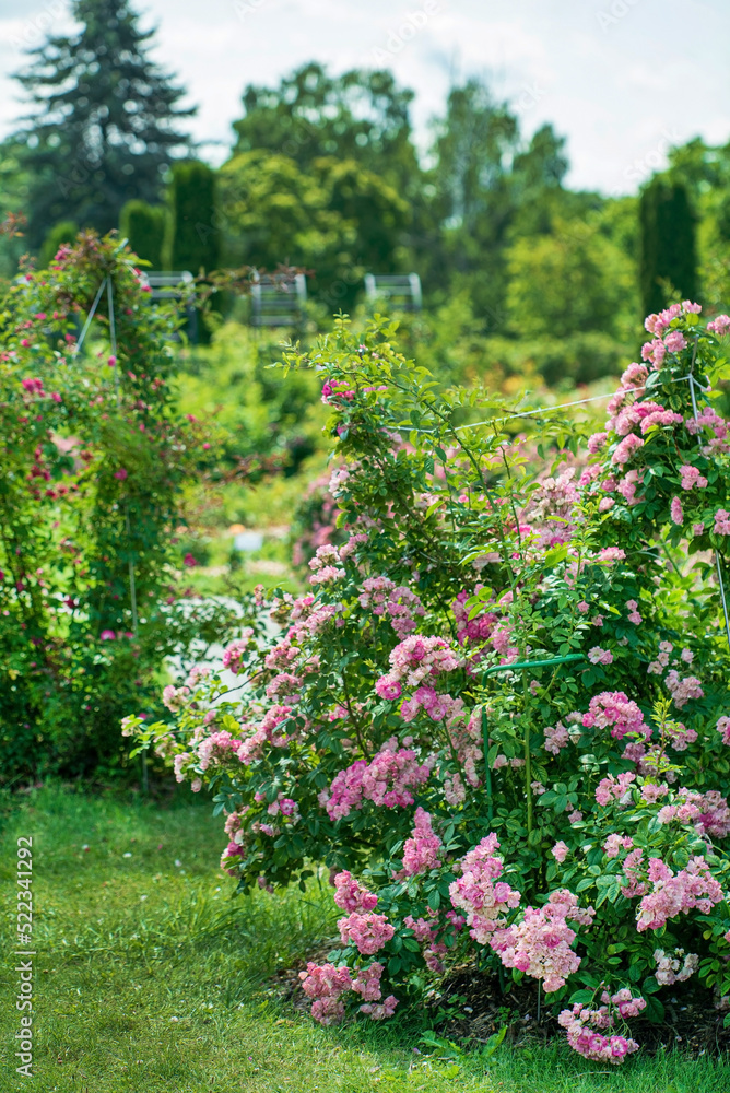 roses in the summer garden roses in the summer garden