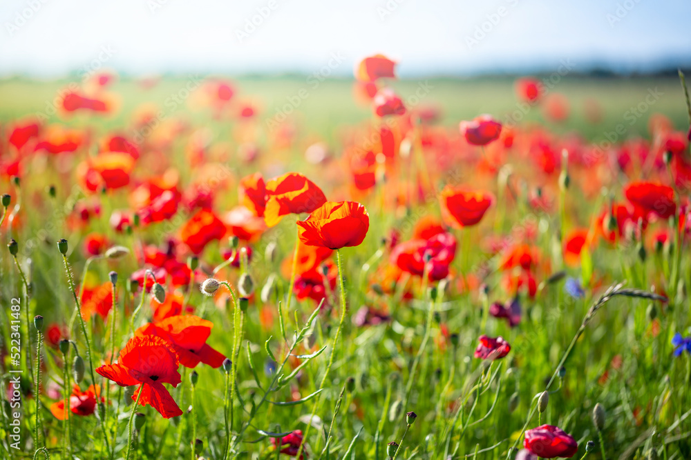 Poppy meadow. Nature background, selective focus Poppy meadow. Nature background, selective focus
