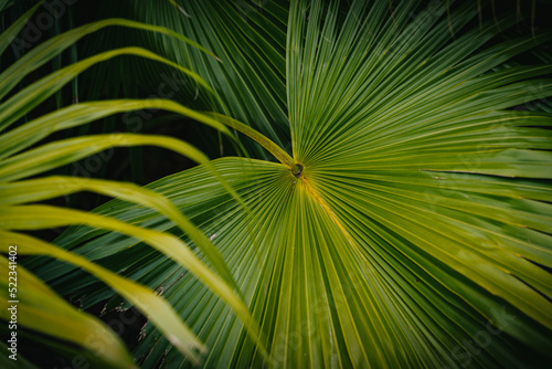 Palm fronds and leaves from a palm or palmetto tree in Florida as hurricane season approaches