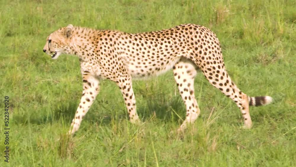 Cheetah walking near a termite hill looking around for prey. Green savannah Cheetah walking near a termite hill looking around for prey. Green savannah