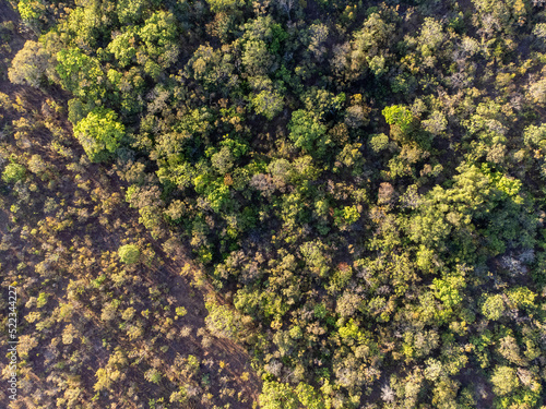 Drone top view of forest with undergrowth - Brazilian cerrado