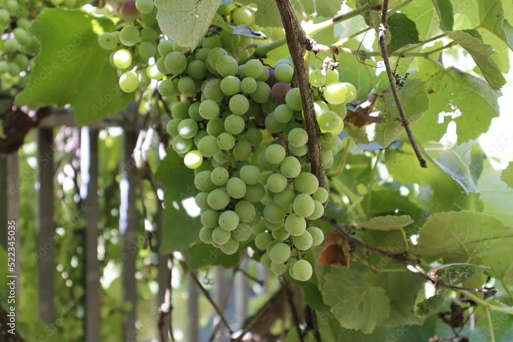 Close-up of ripening red grapes at the beginning of the color change Close-up of ripening red grapes at the beginning of the color change