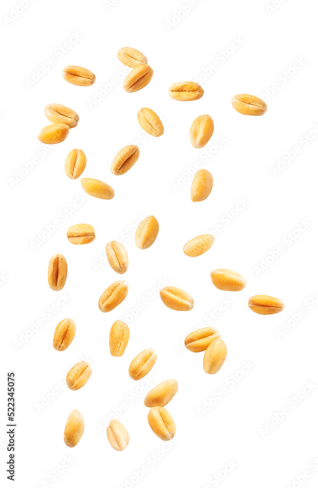 Falling wheat grains isolated on white background with clipping path, close-up. Falling wheat grains isolated on white background with clipping path, close-up.