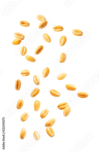 Falling wheat grains isolated on white background with clipping path, close-up.