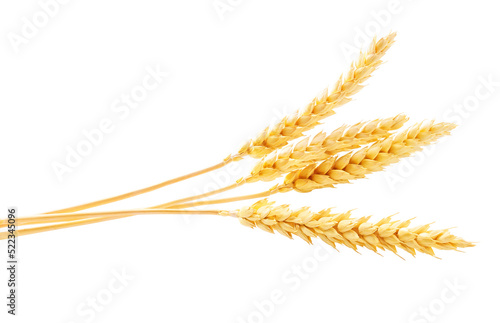 four spikelets of wheat isolated on white background.