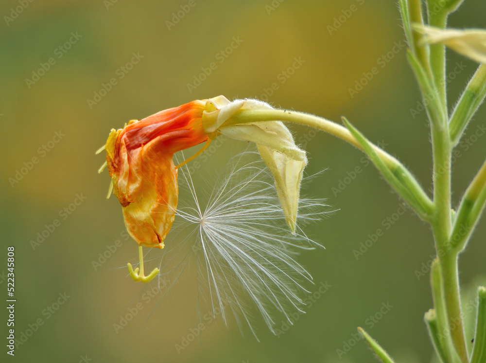 Obraz premium shrivel and fluff