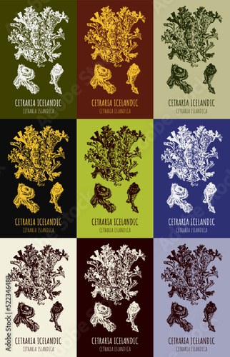 Set of hand drawn vector graphic illustrations of icelandic moss cetraria islandica for print, logo, emblem, label and other decorations. Alternative medicine, beauty, cosmetics and medicinal herbs.

