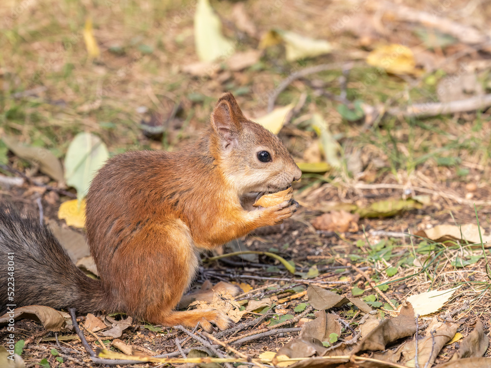 Autumn squirrel with nut sits on green grass with fallen yellow leaves Autumn squirrel with nut sits on green grass with fallen yellow leaves