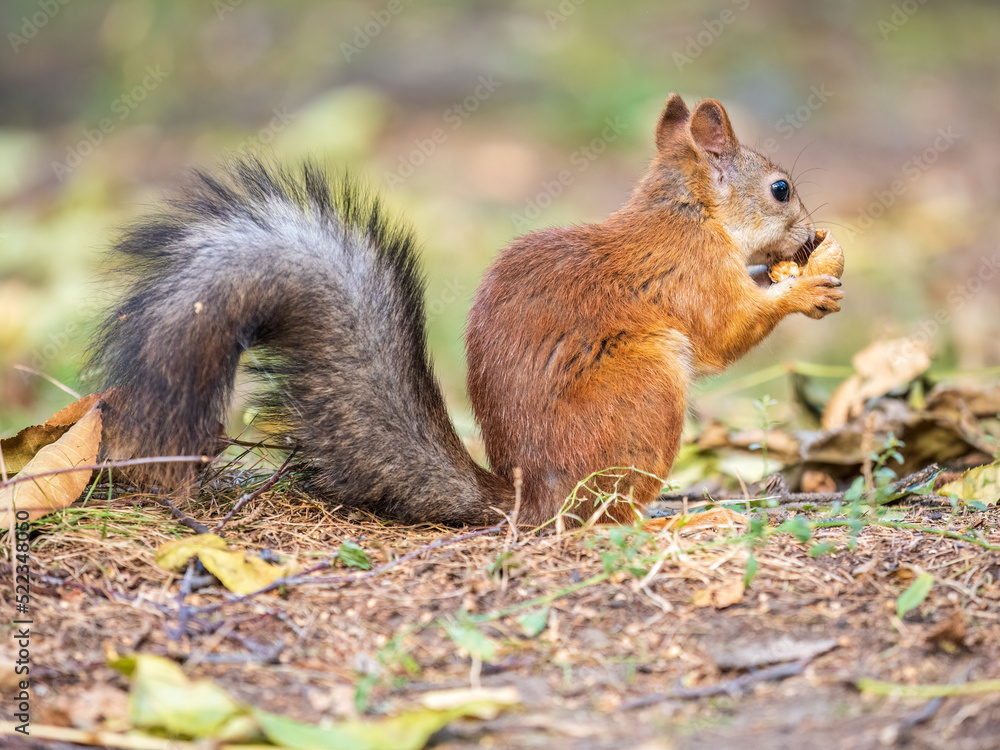 Autumn squirrel with nut sits on green grass with fallen yellow leaves Autumn squirrel with nut sits on green grass with fallen yellow leaves