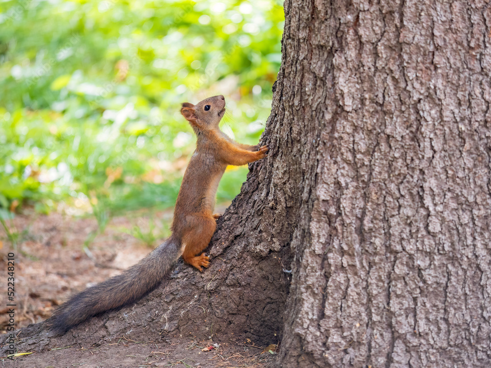 Autumn Squirrel standing on its hind legs on on green grass with fallen yellow leaves Autumn Squirrel standing on its hind legs on on green grass with fallen yellow leaves