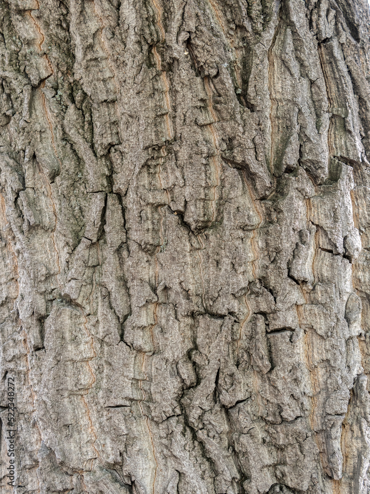 Bark texture and background of a old tree trunk. Detailed bark texture.