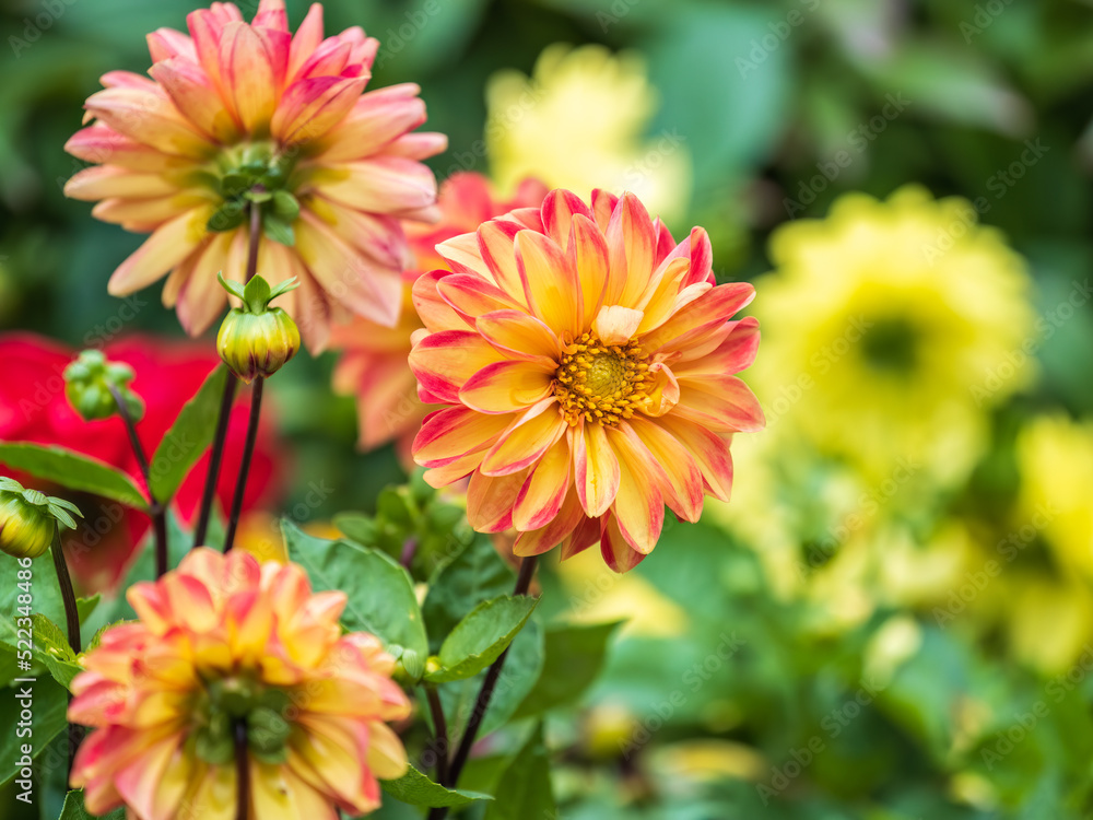 A wonderful red dahlia flower is blooming in the garden. A wonderful red dahlia flower is blooming in the garden.