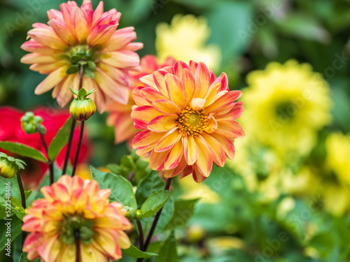 A wonderful red dahlia flower is blooming in the garden.