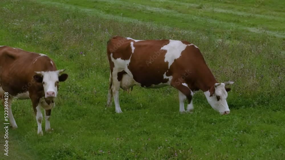 Aerial video filming from a drone. Cows walk on a green meadow. Pasture for cattle. Green grass. Agriculture. Farm. Aerial video filming from a drone. Cows walk on a green meadow. Pasture for cattle. Green grass. Agriculture. Farm.