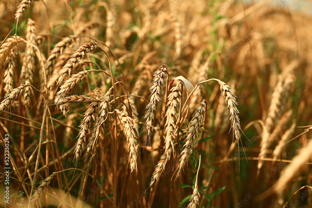 Fototapeta premium Wheat field. The concept of the global food crisis