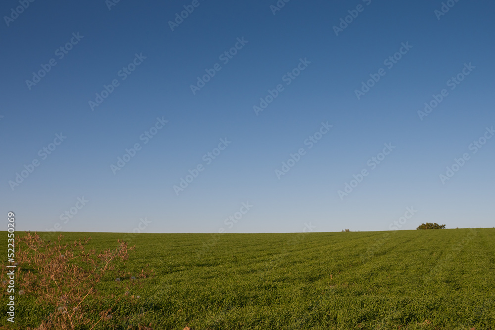 秋の緑のムギ畑と青空
