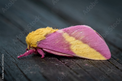 Fényképezés Profile view of a Rosy Maple Moth (Dryocampa rubicunda), which resembles a cute stuffy toy