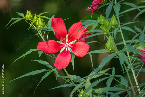 A brilliant red blom of Scarlet Rosemallow (Hibiscus coccineus), native to the Southeast US. Raleigh, North Carolina.