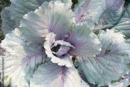 Cabbage grow in the garden. Agriculture. The cultivation of cabbage.