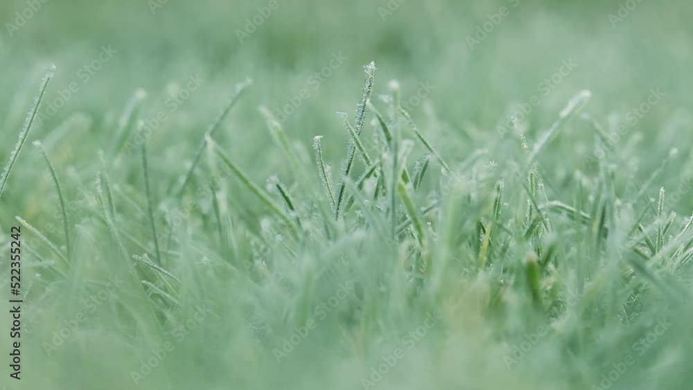 grass in frost. Lawn in a frosty morning close-up.First frosts. Frosty natural background.Autumn frost .Late frosty autumn. grass in frost. Lawn in a frosty morning close-up.First frosts. Frosty natural background.Autumn frost .Late frosty autumn.