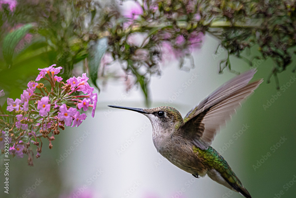 Naklejka premium Ruby-Throated hummingbird on pink butterfly bush.