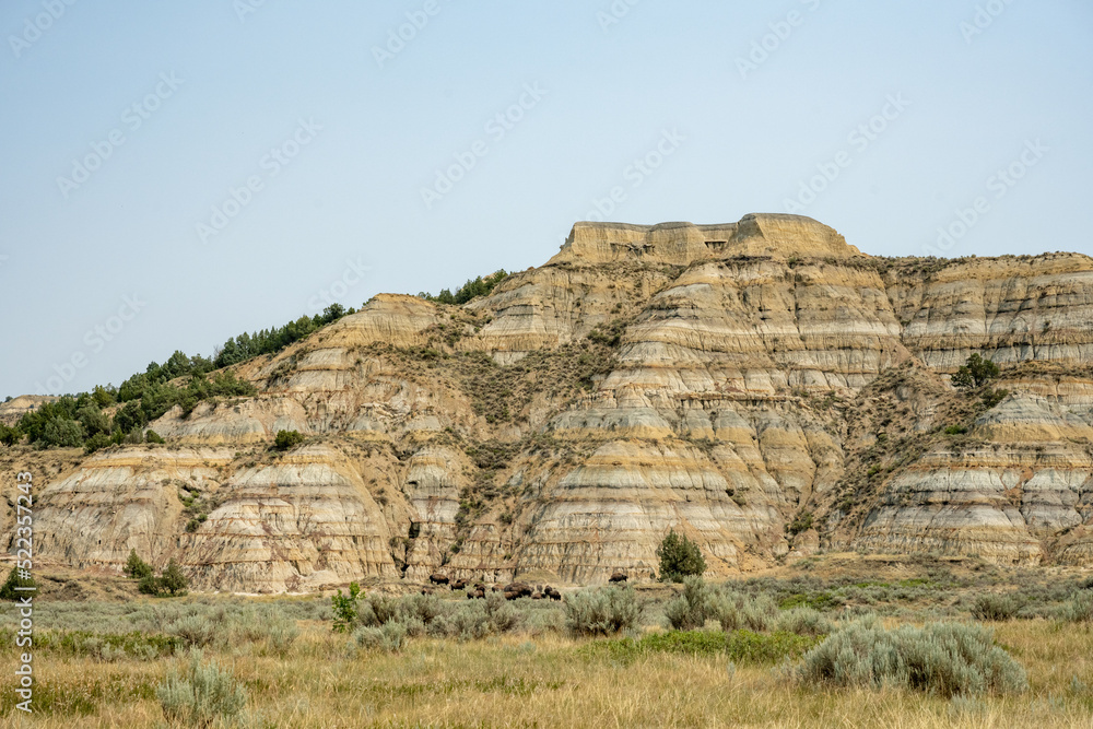 Bison Herd Grazes At The Base of Badlands Formation Bison Herd Grazes At The Base of Badlands Formation