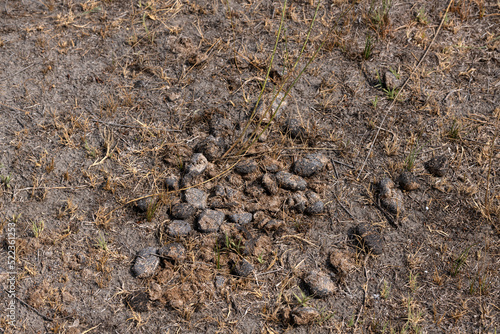 Horse manure on dry grass to be used as fertilizer in agriculture.