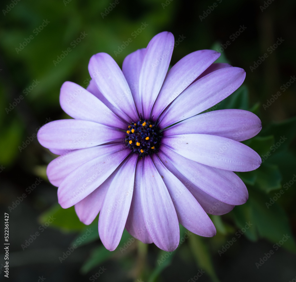 Fototapeta premium purple flower in the garden