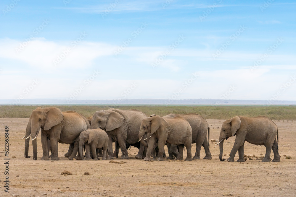 Fototapeta premium herd of African elephants walking together at Amboseli national park Kenya