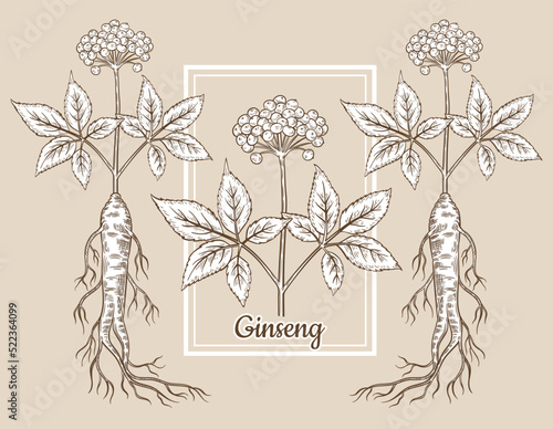 Wild red panax ginseng root stem with flower berries, leaves. Chinese medical plant botanical sketch. Vintage engraving. China herbal medicine. Healthy food. Cosmetic, medicinal package. Line vector