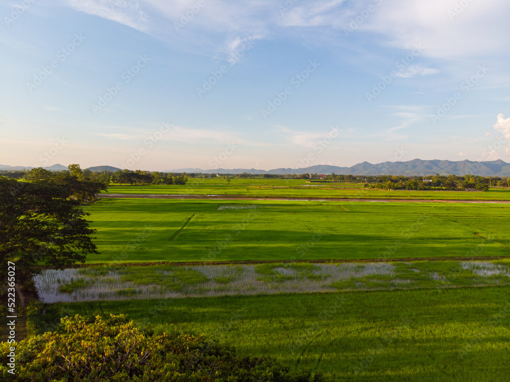 Fototapeta premium Green paddy rice plantation field against blue sky cloud sunset light