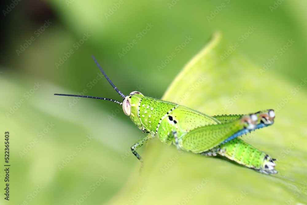 A green grasshopper on leaf A green grasshopper on leaf
