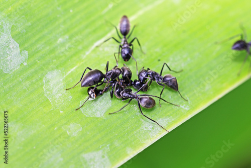 black ant on green leaf