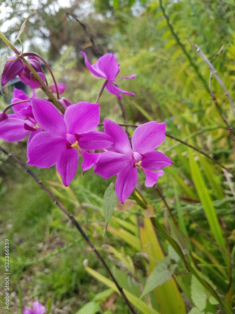 Spathoglottis plicata, commonly known as the ground orchid, or the great purple orchid. Anggrek tanah ungu.