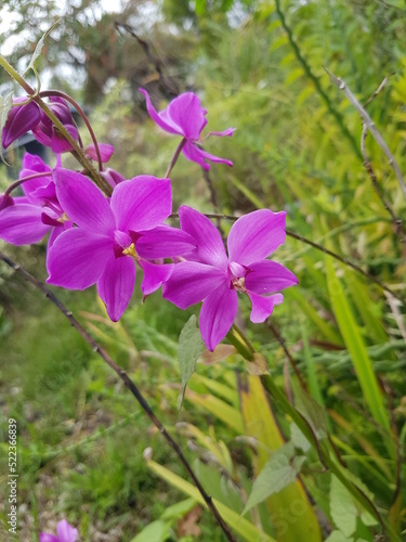 Spathoglottis plicata, commonly known as the ground orchid, or the great purple orchid. Anggrek tanah ungu.
