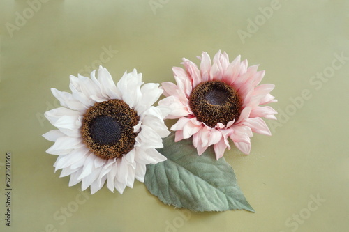 Peach and White Sunflower with Green Leaf on Olive Backgfound photo