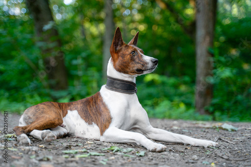 Fototapeta Naklejka Na Ścianę i Meble -  The dog basenji lies on the ground in a clearing in the park in the background sunlight breaks through the tree trunks. Young hunting dog lies on a path in the forest waiting for its owner. 