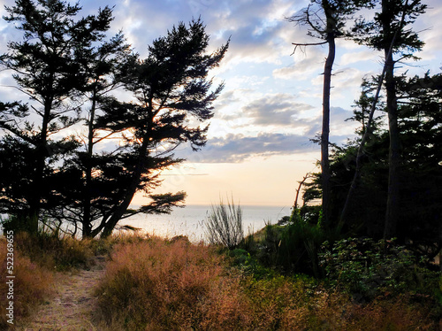 sunset in the forest by the sea photo