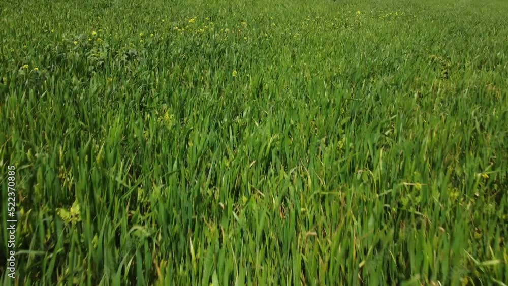 Close-up shot, speed drone flying over the crops in an agricultural field. Close-up shot, speed drone flying over the crops in an agricultural field.