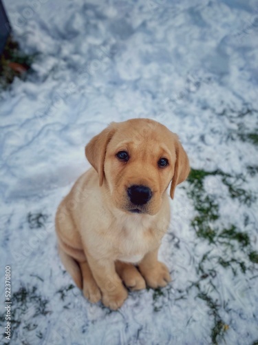 Yellow Labrador Retriever Puppy Sitting in the Snow