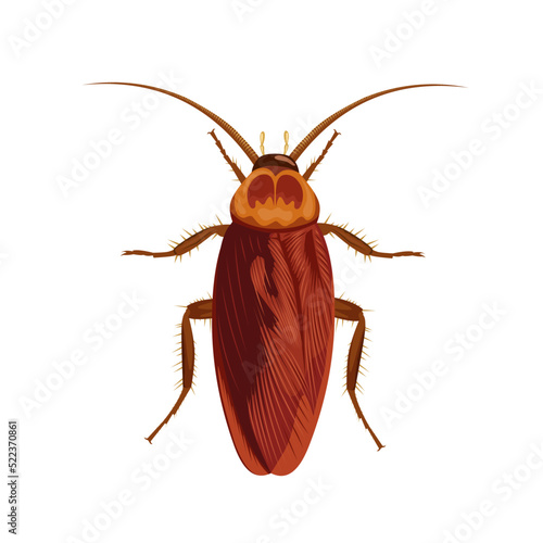 Vector illustration of a cockroach, isolated on a white background.