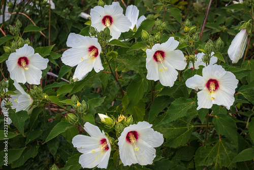 white hibiscus flowers covered in pollen growing in the bay marsh in the morning light © Brad