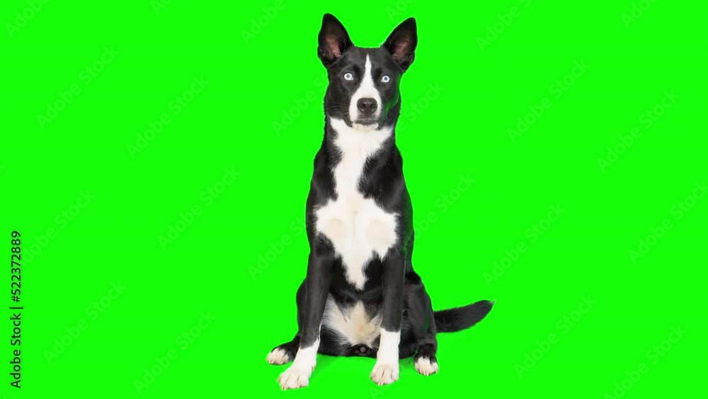 4k black and white mixed breed dog on green screen isolated with chroma key. Dog sitting down and looking around
4k black and white mixed breed dog on green screen isolated with chroma key. Dog sitting down and looking around