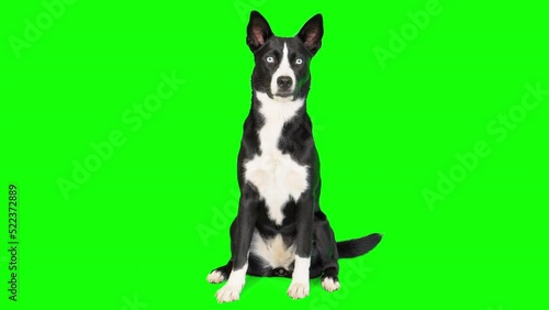 4k black and white mixed breed dog on green screen isolated with chroma key. Dog sitting down and looking around

