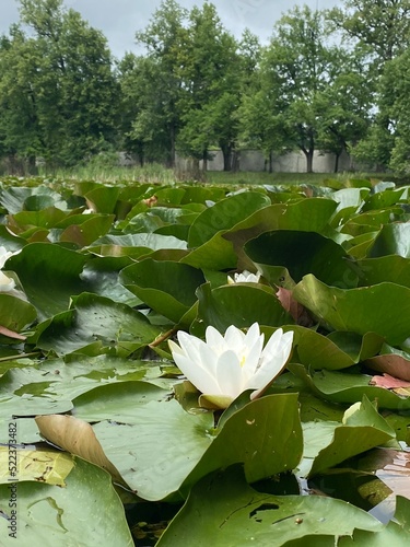 Water lily
