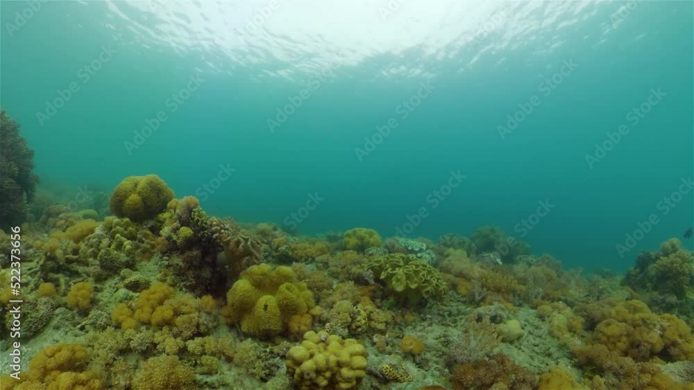 Tropical Fishes on Coral Reef, underwater scene. Philippines. Tropical Fishes on Coral Reef, underwater scene. Philippines.