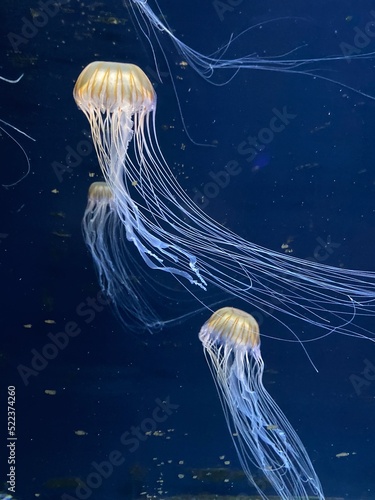 Jellyfish in the water